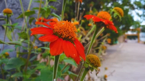 Closeup of bright red and orange city planted by sidewalk in town Vídeo Stock 118979524