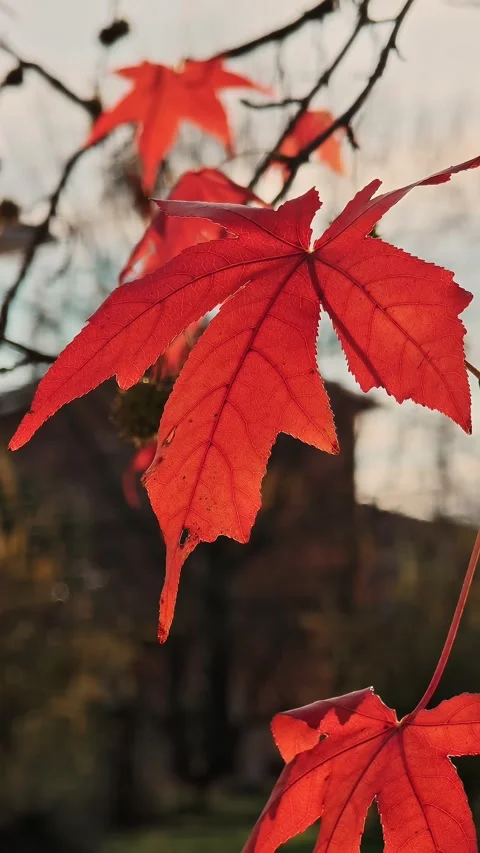 Closeup of bright red autumn maple leaves with five lobes on thin branches. Stock Footage 324962337