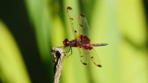 Closeup of bright red dragonfly insect Video stock 77846256
