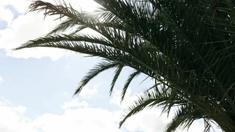 Closeup, bright sun sunbeam shine in palm leaves. Advertisement for tropical Video stock 279833010