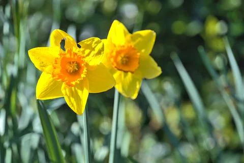Closeup bright view of couple of spring yellow daffodil (Narcissus) flowers Stock Photos