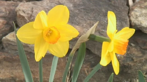 Closeup of bright yellow daffodils Video stock 107695