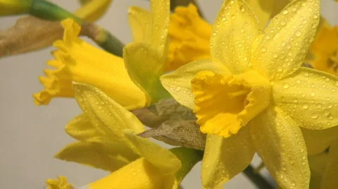 Closeup of bright yellow daffodils Stock Footage 112653