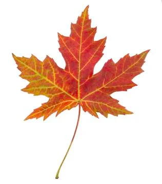 Closeup of brightly colored autumn leaf isolated colorful on white background Stock Photos