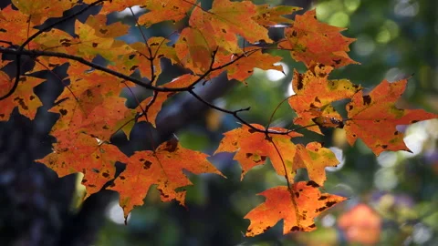 Closeup of brightly colored fall leaves Stockbeeldmateriaal 220737911