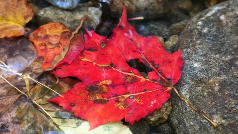 Closeup of brightly red colored leaf in a stream Stock Footage 253640368