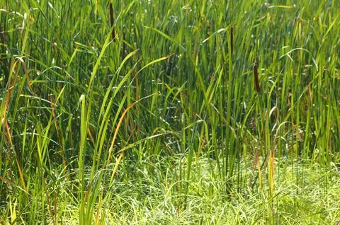 Closeup of broadleaf cattail with selective focus on foreground Stock Photos