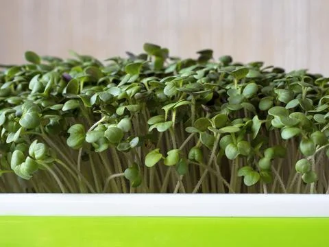 Closeup of broccoli microgreens growing in a plastic tray Stock Photos