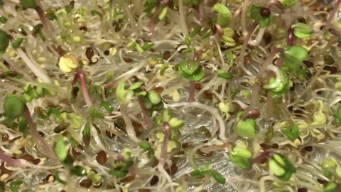 Closeup broccoli &amp; radish sprouts Stock Footage 220468332