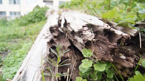 A closeup of a broken and fallen log in a park with sunlight shining on it an Fotos Stock