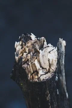 Closeup of a broken branch Stock Photos