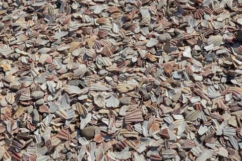 Closeup of broken shells on the beach Stockfoto's