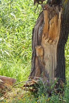 Closeup of broken tree trunk with selective focus on foreground. Storm damage Stock Photos