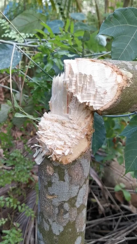 Closeup of broken tree trunk texture at the forest. Vertical footage. Stock Footage 292514702