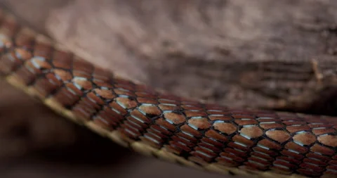 Closeup of Bronze-backed Tree Snake body patterns scales rippling during fluid Stock Footage 331064001