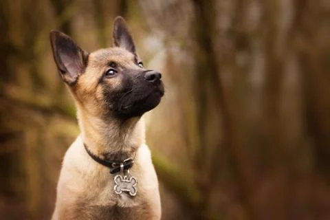 Closeup of a brooding Belgian Shepherd with a funny collar Stock Photos
