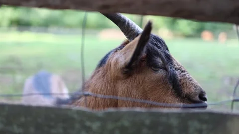Closeup of a brown and black goat standing behind a wooden fence with soft green Stock Footage 313843686