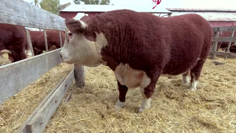 Closeup of a brown and white Polled Hereford bull penned in a corral during.. Stock Footage 252462025