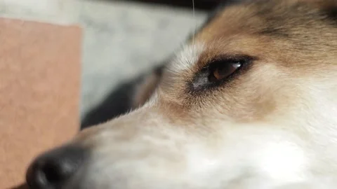 Closeup of brown and white red dog's face lying during a sunny day Stock Footage 149295378