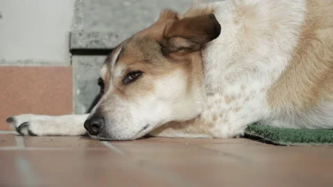 Closeup of brown and white red dog's face lying during a sunny day Stock Footage 149296338
