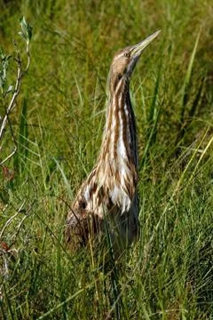 Closeup of a Brown and White Streaked American Bittern Isolated on Green Weeds Stock Photos