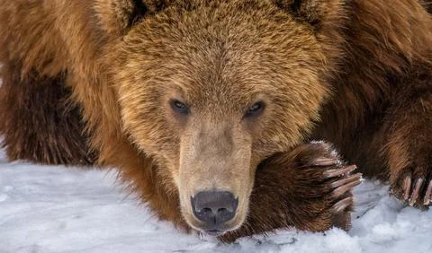 Closeup of brown bear resting 库存照片