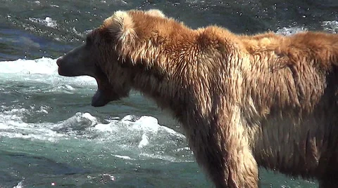 Closeup of Brown Bear in River Yawning Stock Footage 51142994
