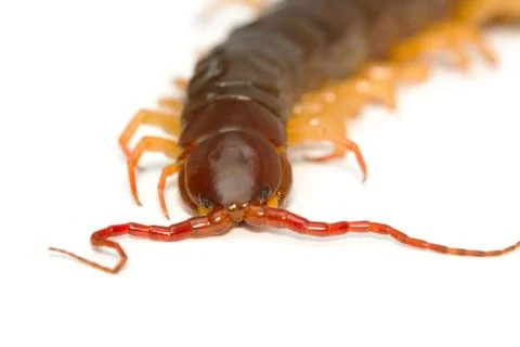 Closeup of brown centipede Stock Photos