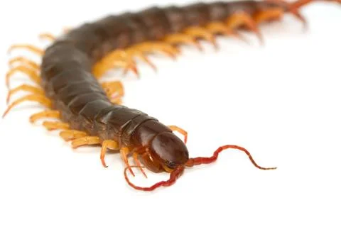Closeup of brown centipede Stock Photos