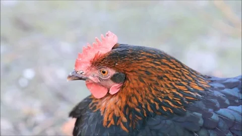 Closeup brown chicken hen Stock Footage