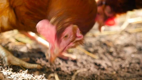 A closeup of a brown chicken. Slow motion. Countryside 库存影片 125755579