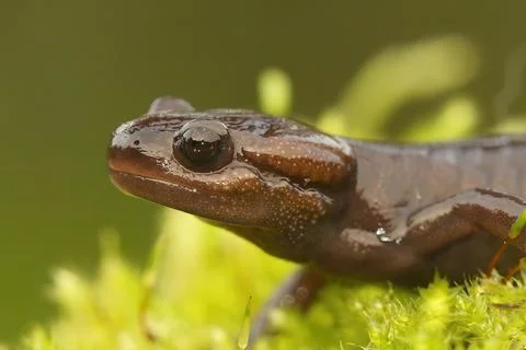 Closeup on the brown colored Northwestern mole salamander , Ambystoma gracile Stock Photos