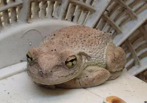 Closeup of a Brown Cuban Tree Frog. Stock-Fotos
