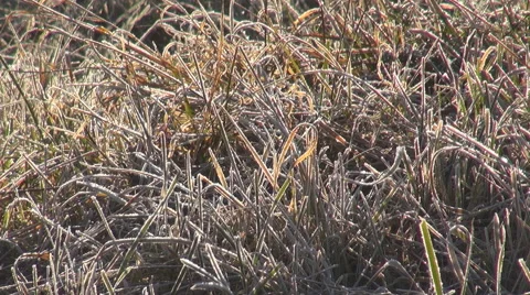 Closeup brown dry grass covered ice frost winter season sunlight cold frozen day Stock Footage 67421160