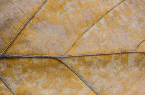Closeup brown dry leaf texture background nature. Foto stock