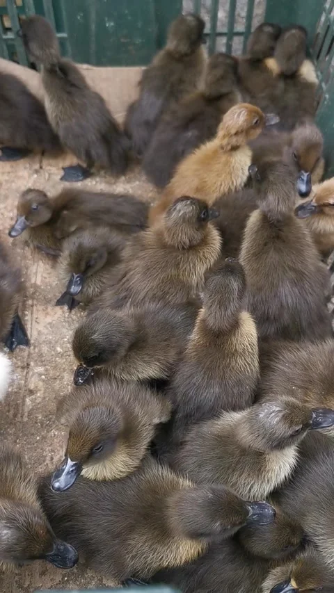 Closeup of brown ducklings in the cage. Vertical footage. Stock Footage 292514675