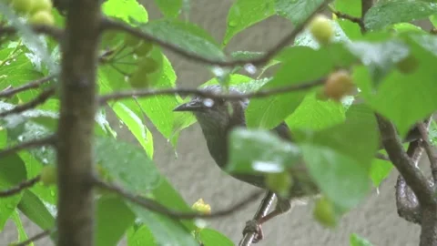Closeup of Brown-eared bulbul bird feeding itself on cherry tree. 4K 库存影片 332846964