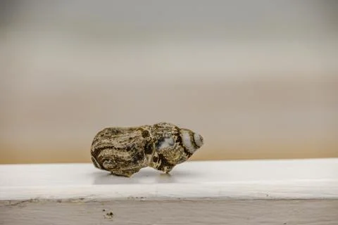 Closeup of a brown empty snail shell on a wooden table with a blurry backgrou Stock Photos