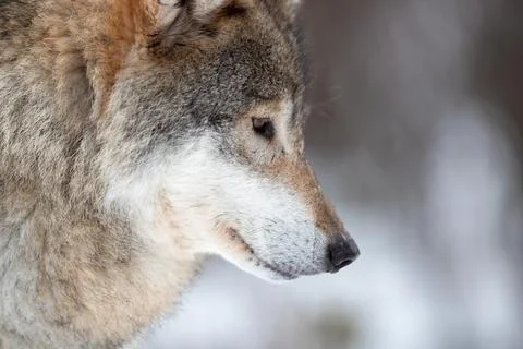 Closeup of brown Eurasian wolf looking away Stock Photos