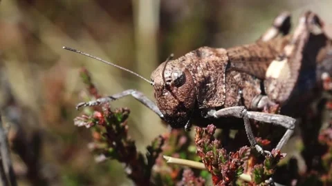 Closeup of a brown Grasshopper. Picos de Europa National Park. Autumn. Spain. Stock Footage 317166108