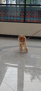 Closeup of a brown-haired dog barking Stock Photos