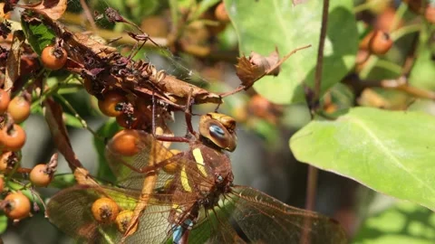 Closeup of a Brown Hawker Dragonfly, Aeshna grandis basking amongst vegetation 스톡 동영상 345089764