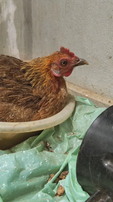 Closeup of brown hen laying eggs on the box Stock Footage 321753691