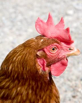 A closeup of a Brown Hen Stock Photos