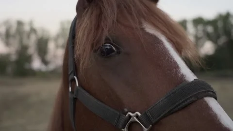 Closeup of Brown Horse Eye Stock Footage 233447465