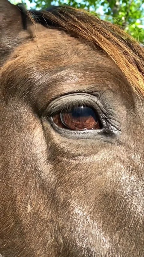 Closeup of brown horse's eye. Vídeos de archivo 335171866