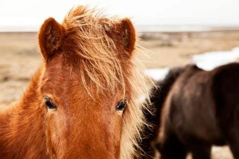 Closeup of a brown Icelandic pony Stock Photos