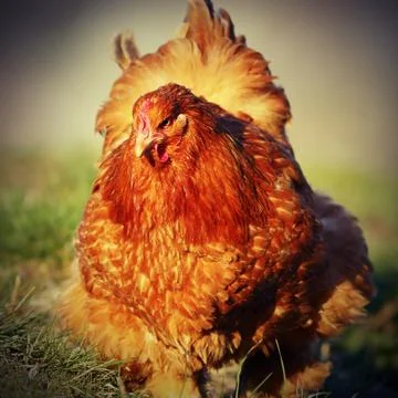 Closeup of brown large hen Stock Photos