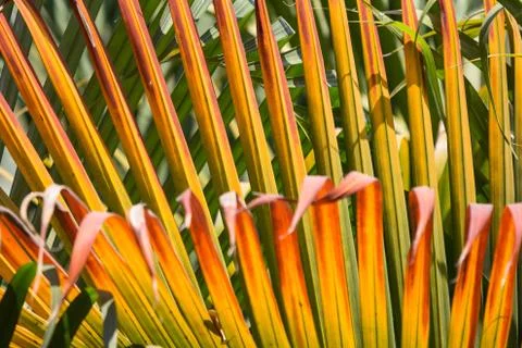 Closeup of Brown leaf of palm tree Stock Photos