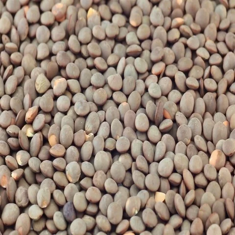 Closeup of brown lentil rotating (seamless loopable) Stock Footage 69511043